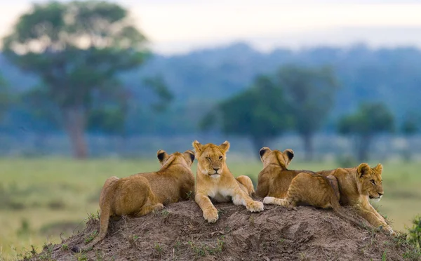 Grupo de leonas en la colina — Foto de Stock