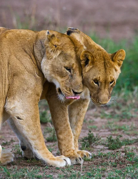 Playing lioness in its habitat — Stock Photo, Image