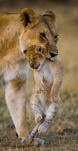 Close up portrait of lioness