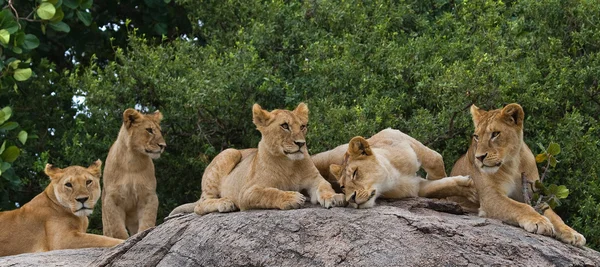 Groupe de Lionne relaxant — Photo