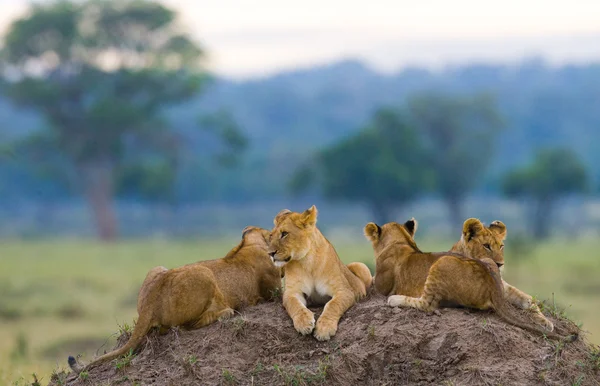 Grupo de leonas en la colina — Foto de Stock