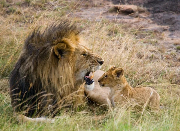 Leão adulto com filhote relaxante — Fotografia de Stock
