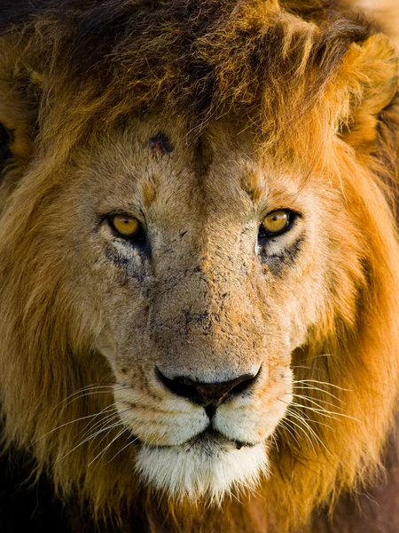 Un beau lion — Photo