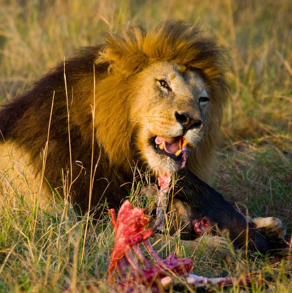 Найкрасивіший лев — стокове фото
