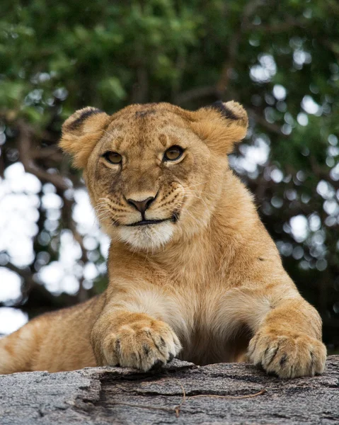 Lion cub close up portrait — Stock Fotó