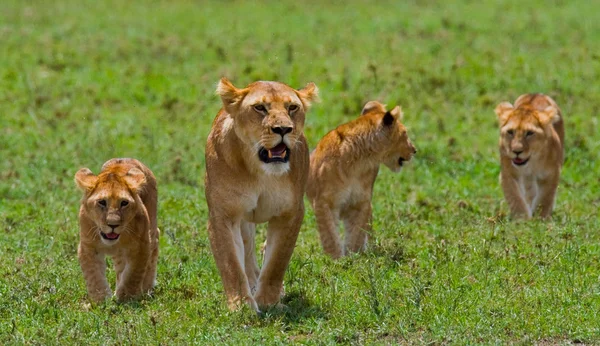 Lioness in its habitat with cubs — Stock Photo, Image
