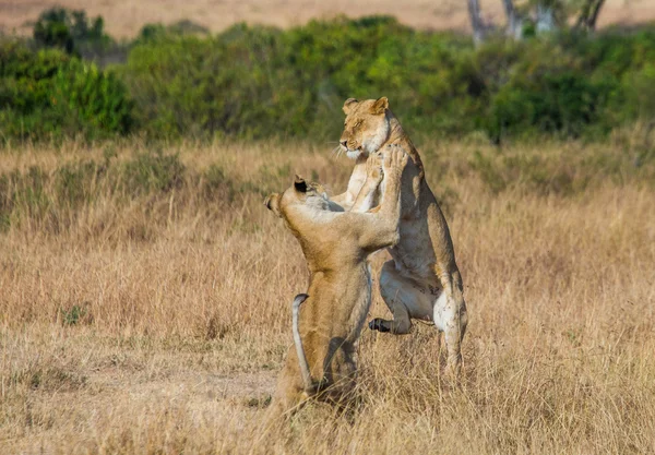 Two lionesses in its habitat — Stock Photo, Image