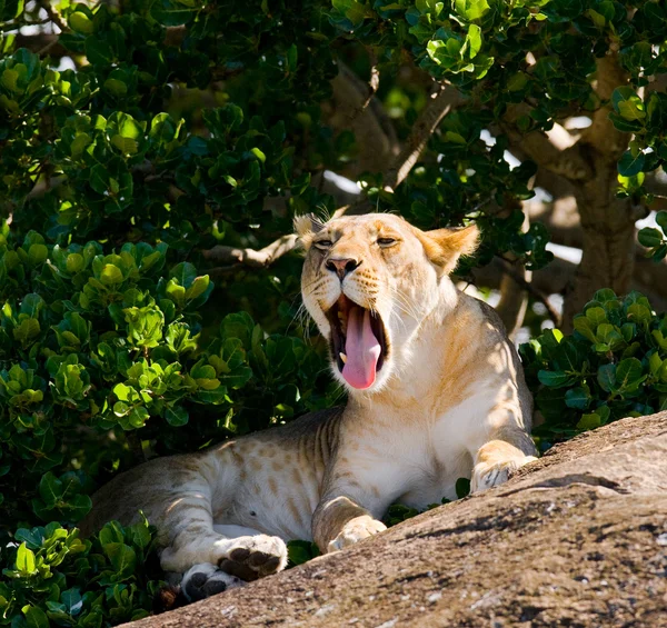 The most beautiful lioness — Stock Photo, Image