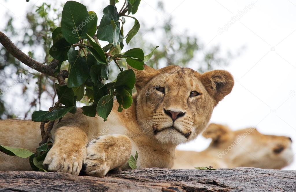 Two Lioness in Kenya.