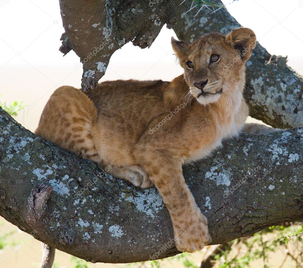 Little lion cub sitting on tree