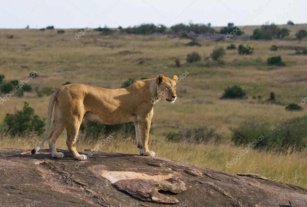 One lioness in Tanzania.
