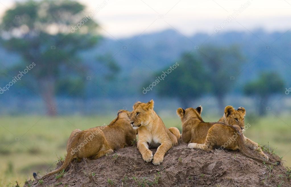 Group of lionesses on the hill