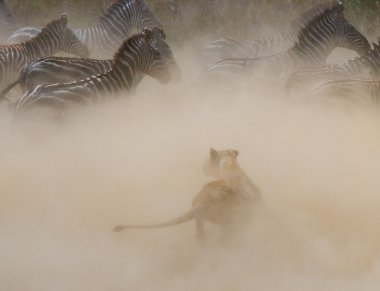Lioness attack on a zebra clipart