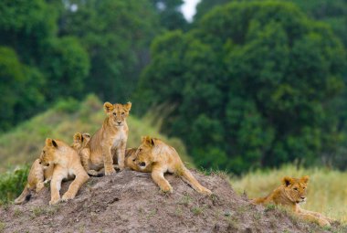 dişi aslan yavrusu ile kendi ortamlarında