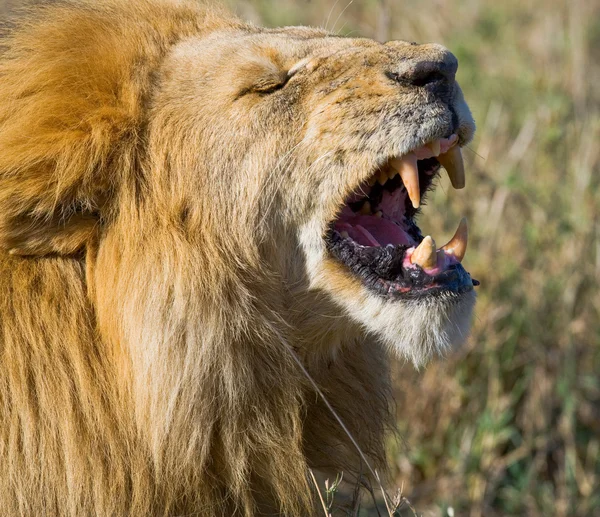 Close up portrait of lion — Stock Photo, Image