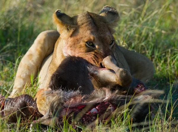 고기를 먹는 암 사자 — 스톡 사진
