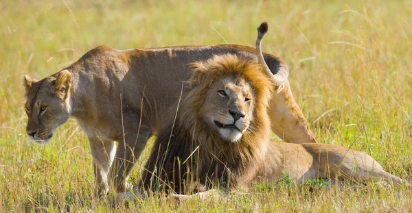 León y leona en sabana — Foto de Stock