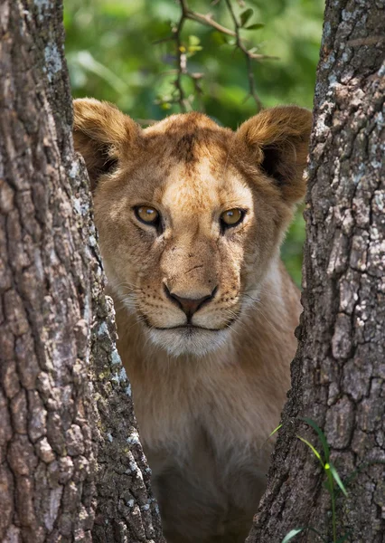 Retrato de perto da leoa — Fotografia de Stock