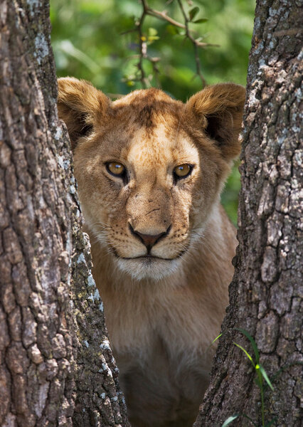 Close-up portrait of Lioness , Kenya and Tanzania, Serengeti National Park (Tanzania) and the Masai Mara (Kenya)