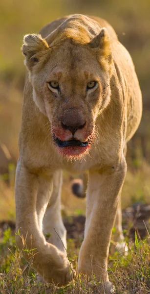 Close-up  portrait of Lioness — Stock Photo, Image