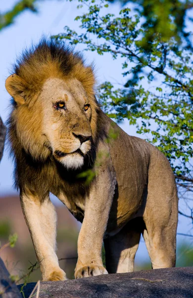 El león más hermoso — Foto de Stock