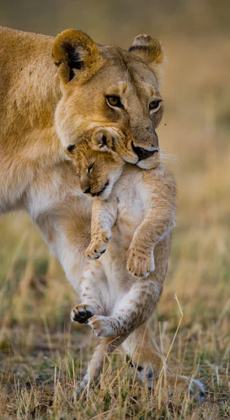 Lwica w jego siedliska z cub — Zdjęcie stockowe