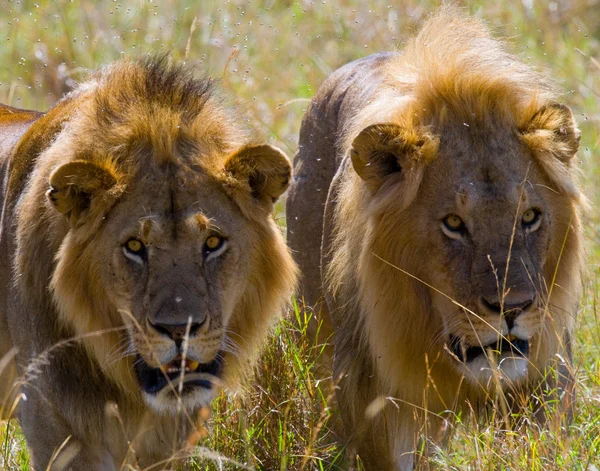 Dos leones grandes — Foto de Stock