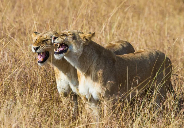 Dwie lwice w jej środowisku — Zdjęcie stockowe