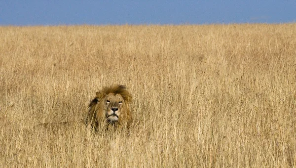 Leões grandes na grama alta — Fotografia de Stock