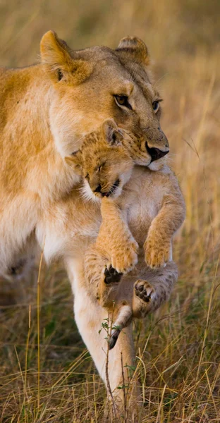 Löwin in ihrem Lebensraum mit Jungtier — Stockfoto