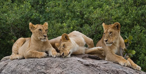 Groupe de Lionne relaxant — Photo