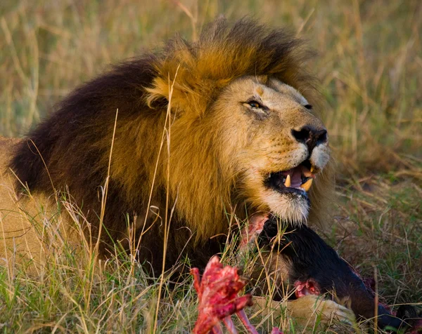 The most beautiful lion — Stock Photo, Image