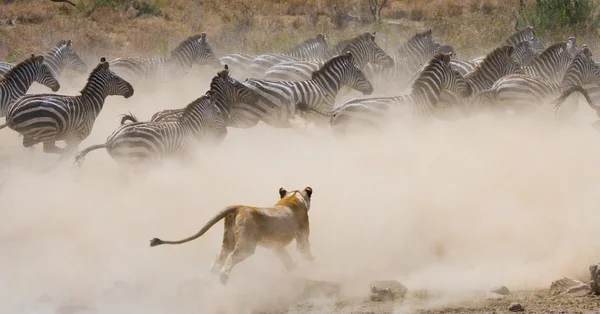 Lejoninna attack på en zebra — Stockfoto