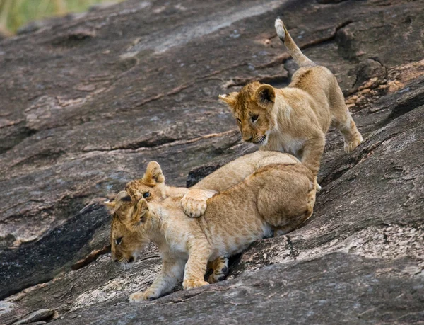 Drei Löwenjungen spielen — Stockfoto