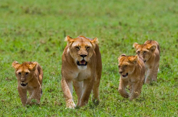 Leona en su hábitat con cachorros —  Fotos de Stock