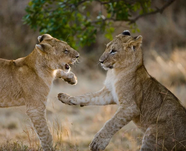 Два левових дитинчата грають — стокове фото