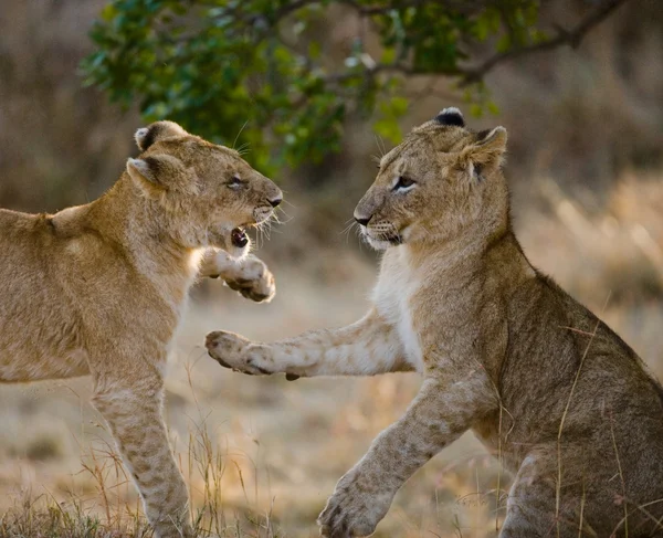 Due cuccioli di leone giocare — Foto Stock