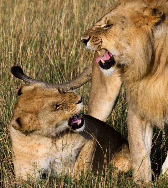 Aslan ve aslan Savannah — Stok fotoğraf