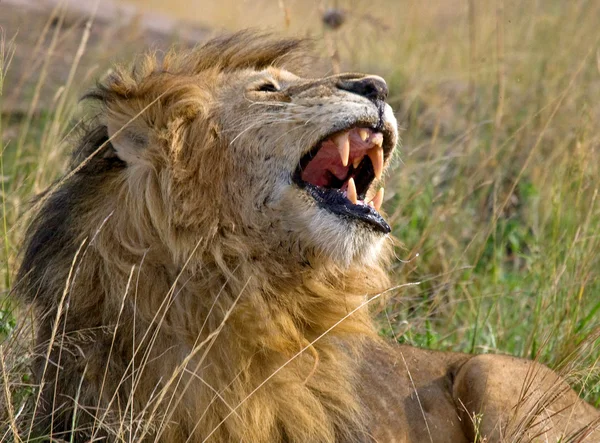 Kung av djur lejon koppla — Stockfoto