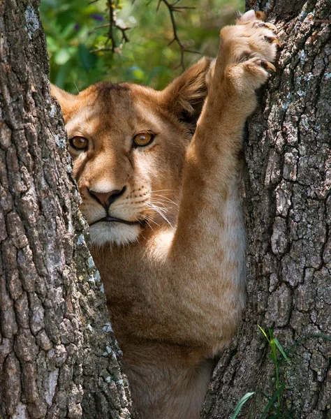 Szczegół portret lwica — Zdjęcie stockowe