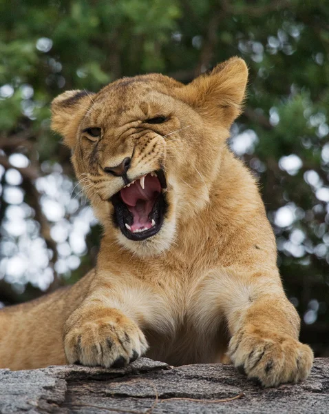 Lion cub close up portrait — Stock Fotó