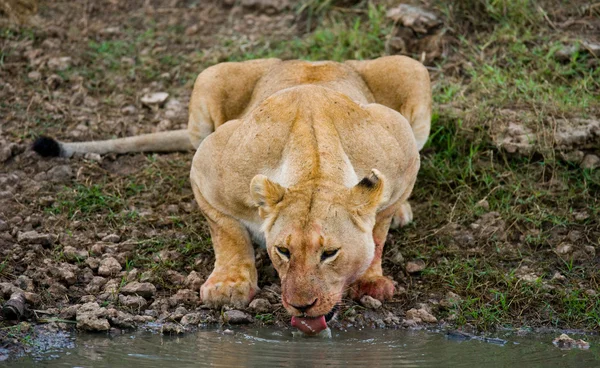 Löwin trinkt Wasser — Stockfoto