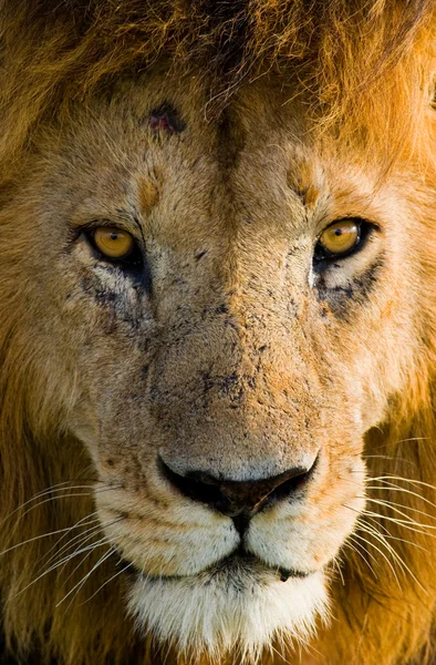 Un hermoso león — Foto de Stock