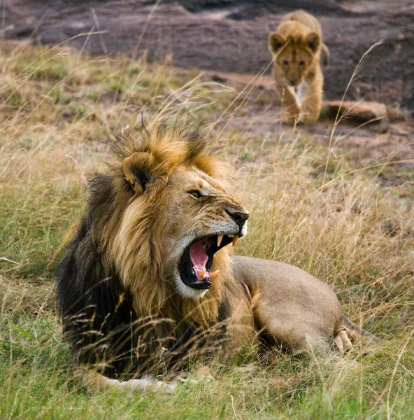 Ενήλικο λιοντάρι με χαλαρωτική cub — Φωτογραφία Αρχείου