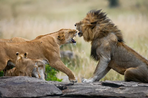 León y leona en sabana — Foto de Stock