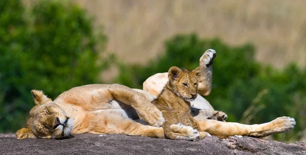 Löwin mit Löwenjungtier — Stockfoto