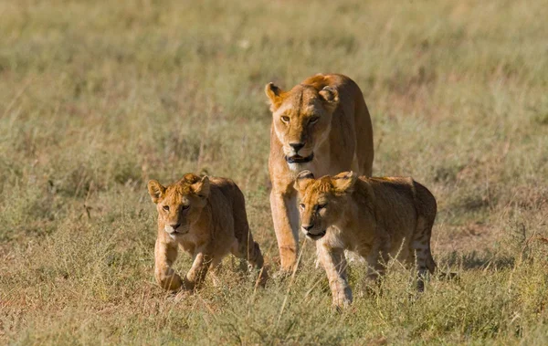 Lioness in its habitat with cubs — Stock Photo, Image