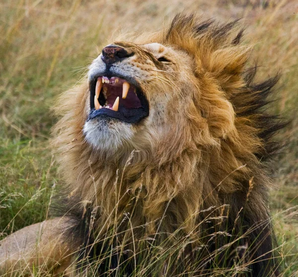 One beautiful lion — Stock Photo, Image