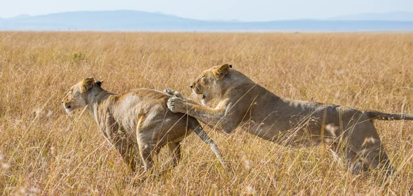 Zwei Löwinnen in ihrem Lebensraum — Stockfoto