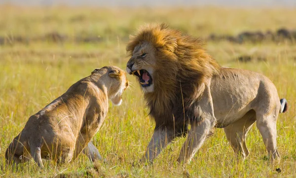 Lion et lionne dans la savane — Photo
